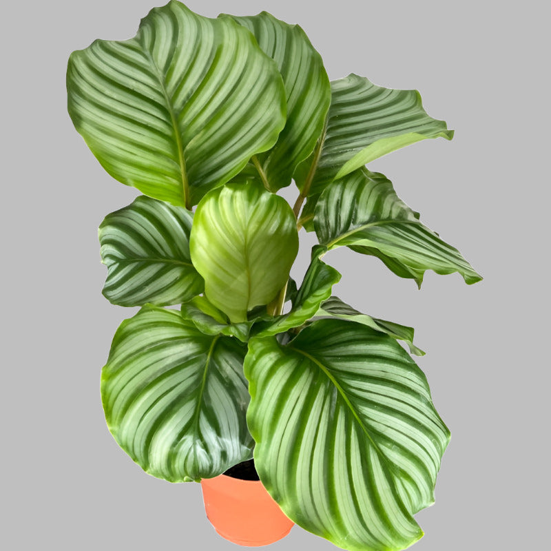 Calathea Orbifolia indoor plant leaves