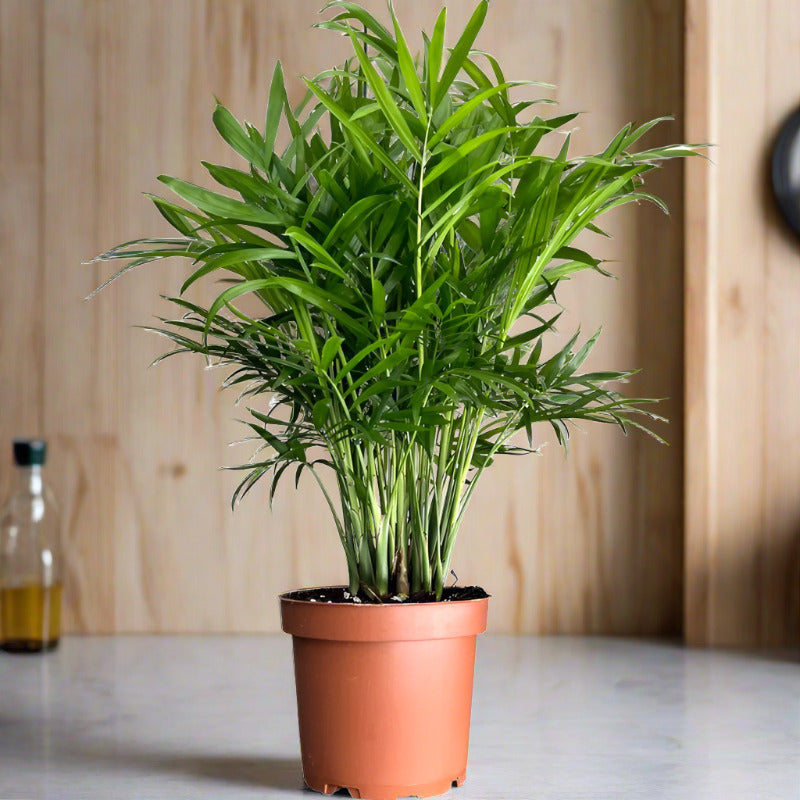 Small chamaedorea elegans houseplant