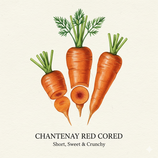 Chantenay Carrot Seeds for Heavy Soils - Grow Sweet, Stout Carrots in Any Garden!