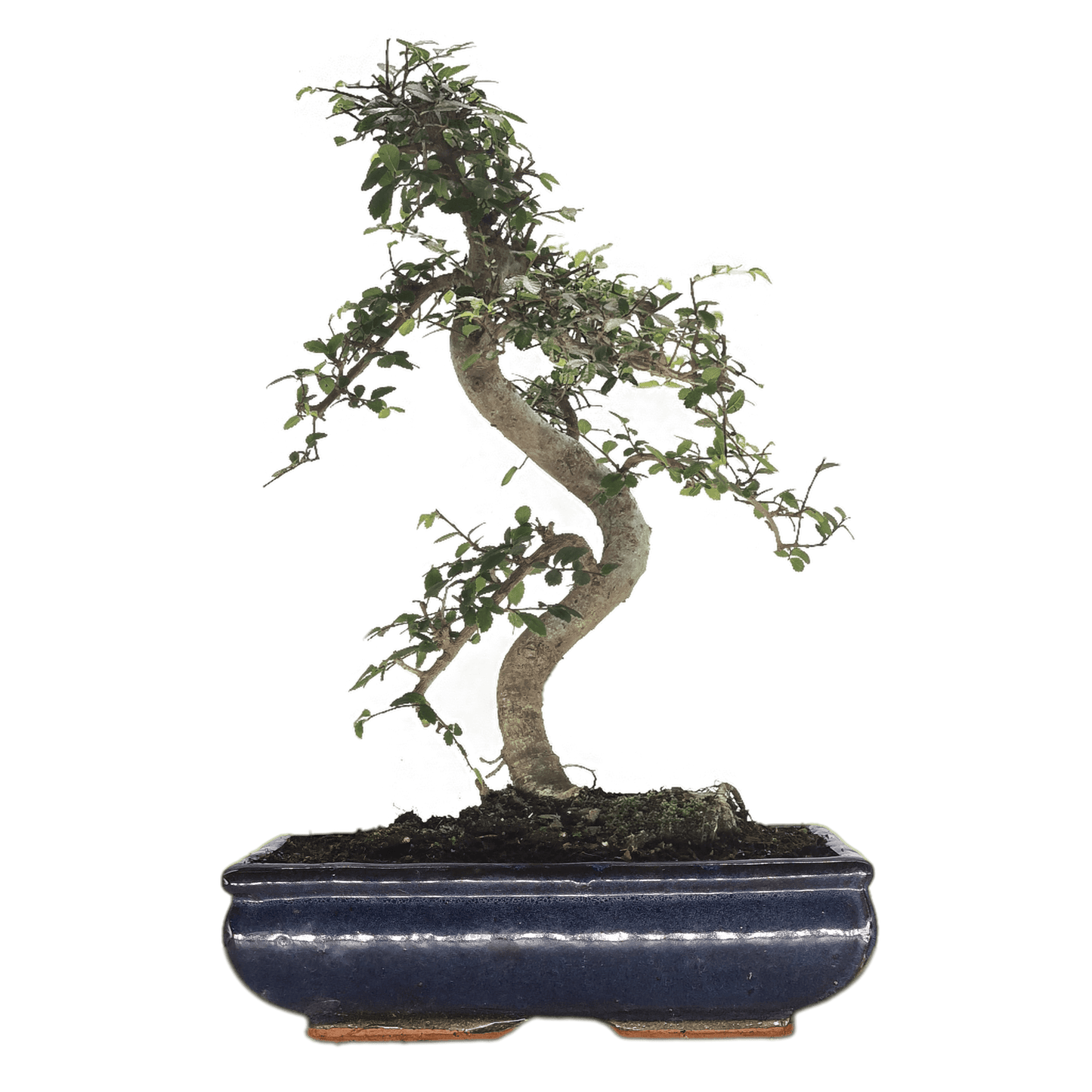 Chinese_20Elm_20_28Ulmus_20Parvifolia_29_20Bonsai_20Tree_20_20Shaped_20Style_20_20Height_2045-55cm_20_20In_2030cm_20Pot