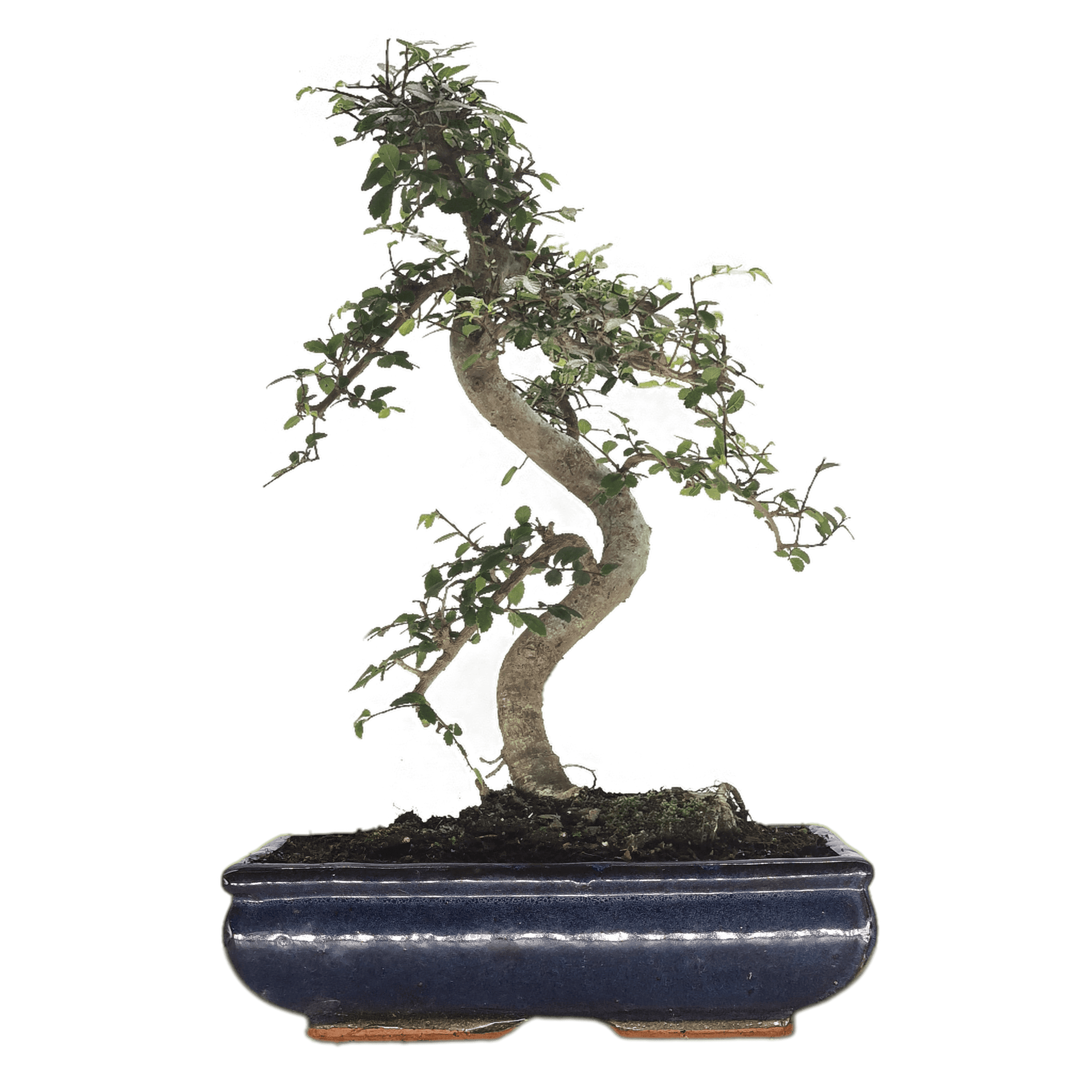 Chinese_20Elm_20_28Ulmus_20Parvifolia_29_20Bonsai_20Tree_20_20Shaped_20Style_20_20Height_2045-55cm_20_20In_2030cm_20Pot