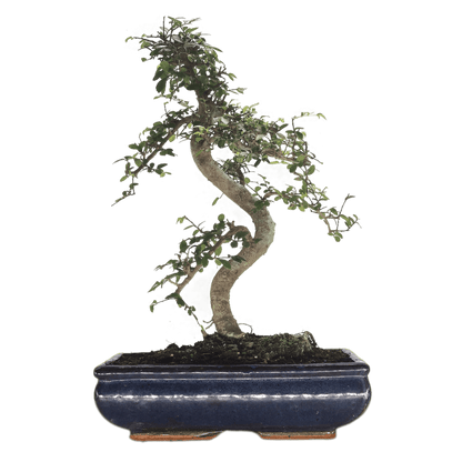 Chinese_20Elm_20_28Ulmus_20Parvifolia_29_20Bonsai_20Tree_20_20Shaped_20Style_20_20Height_2045-55cm_20_20In_2030cm_20Pot