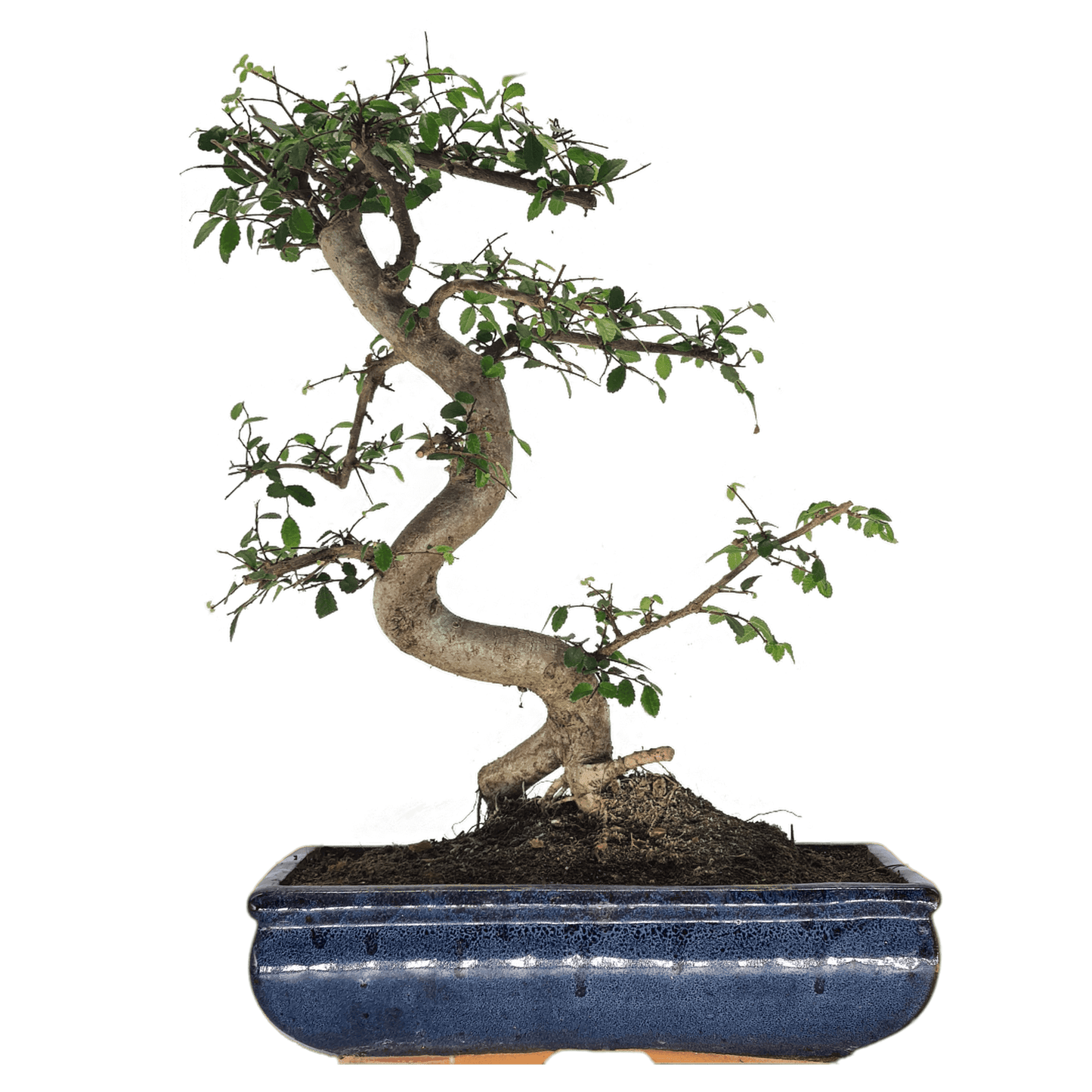 Chinese_20Elm_20_28Ulmus_20Parvifolia_29_20Bonsai_20Tree_20_20Shaped_20Style_20_20Height_2045-55cm_20_20In_2030cm_20Pot_ae94aa4d-c269-469b-a024-5796e38d9d86