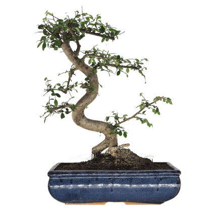 Chinese_20Elm_20_28Ulmus_20Parvifolia_29_20Bonsai_20Tree_20_20Shaped_20Style_20_20Height_2045-55cm_20_20In_2030cm_20Pot_ae94aa4d-c269-469b-a024-5796e38d9d86