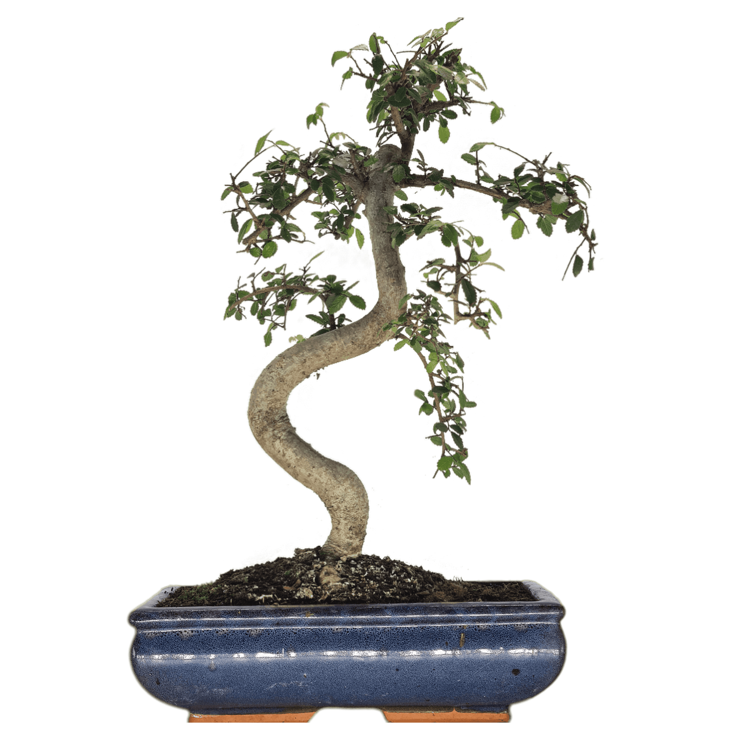 Chinese_Elm_28Ulmus_Parvifolia_29_Bonsai_Tree_Shaped_Style_Height_45-55cm_In_30cm_Pot