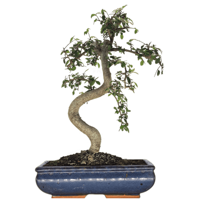 Chinese_Elm_28Ulmus_Parvifolia_29_Bonsai_Tree_Shaped_Style_Height_45-55cm_In_30cm_Pot