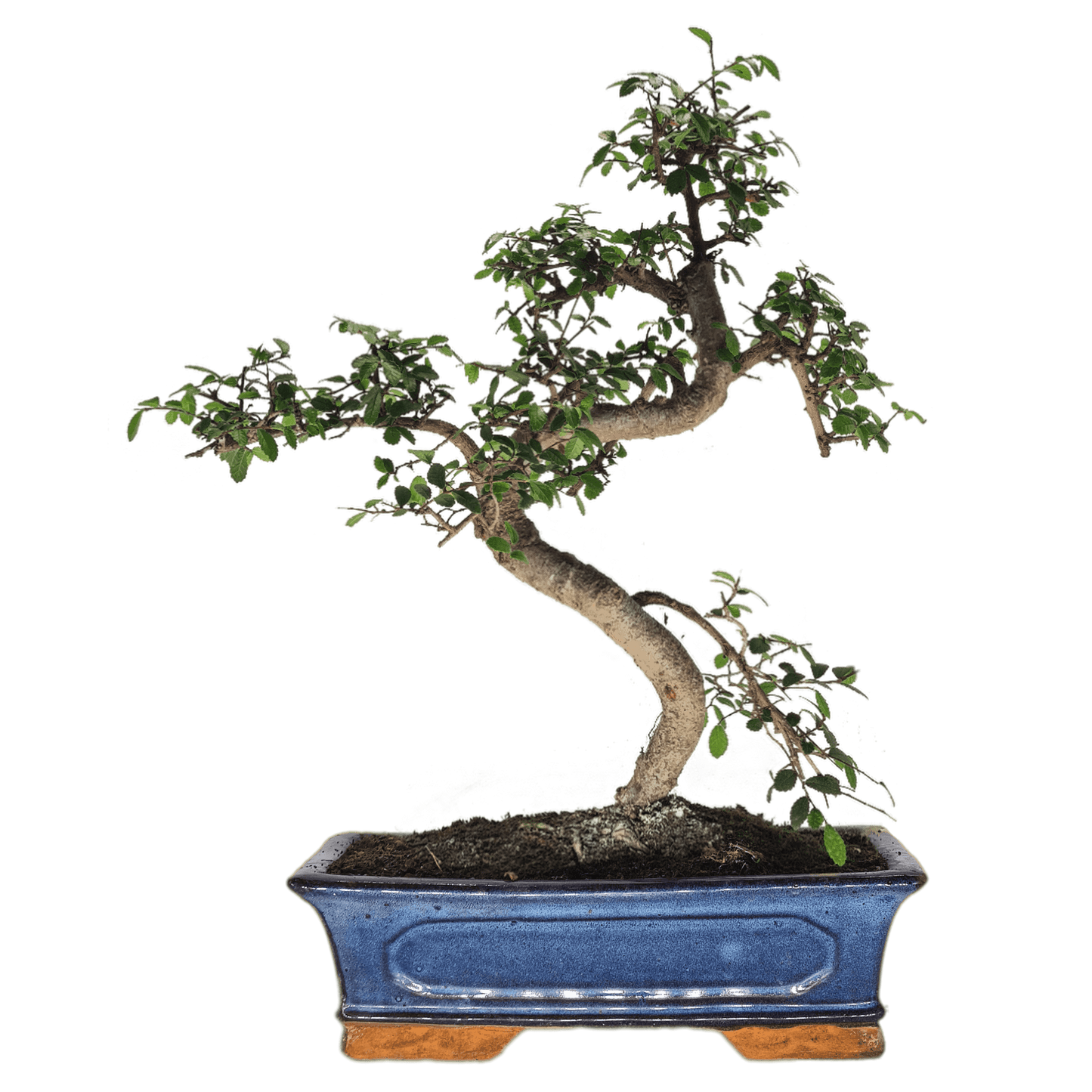 Chinese_Elm_28Ulmus_Parvifolia_29_Bonsai_Tree_Shaped_Style_Height_45-55cm_In_30cm_Pot_b8bf5a6e-e9cf-40dc-a8a8-6490b860788b