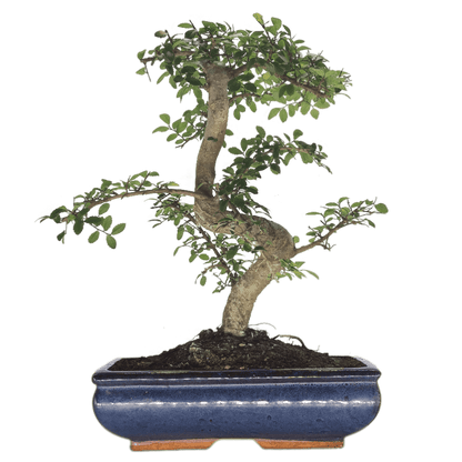 Chinese_Elm_28Ulmus_Parvifolia_29_Bonsai_Tree_Shaped_Style_Height_45-55cm_In_30cm_Pot_f8e78208-a007-412a-8bd3-5554c52ed2bc