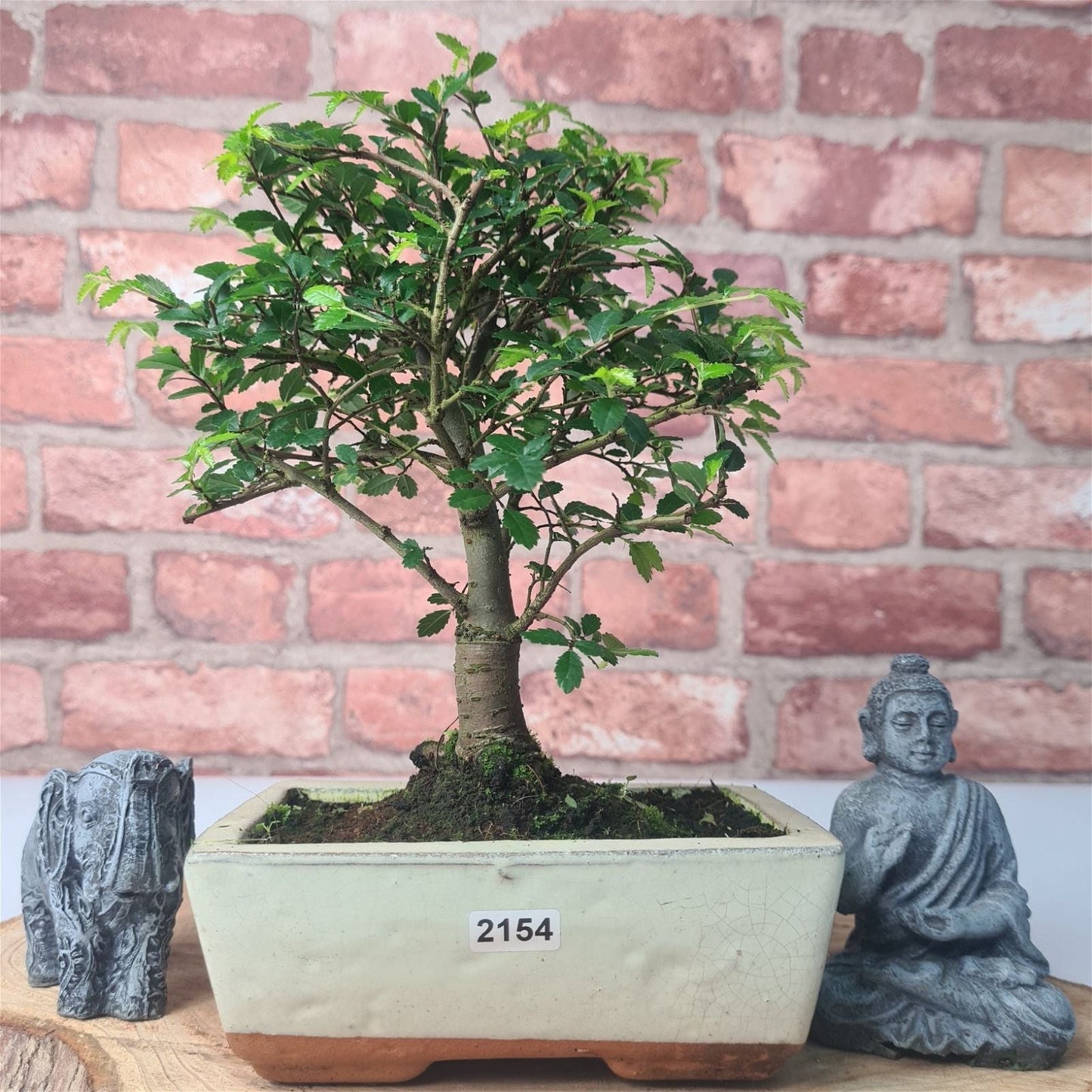 Chinese Elm Bonsai Tree - Bonsai Ulmus Parvifolia In 15cm Pot