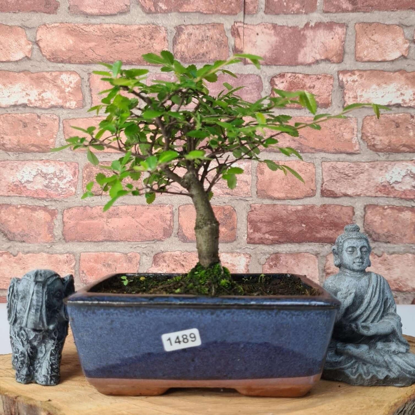 Chinese Elm Bonsai Tree - Bonsai Ulmus Parvifolia In 15cm Pot