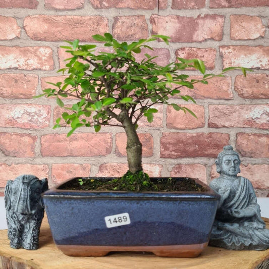 Chinese Elm Bonsai Tree - Bonsai Ulmus Parvifolia In 15cm Pot