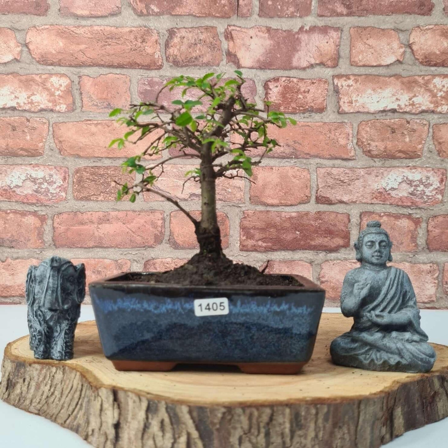 Chinese Elm Bonsai Tree - Bonsai Ulmus Parvifolia In 15cm Pot