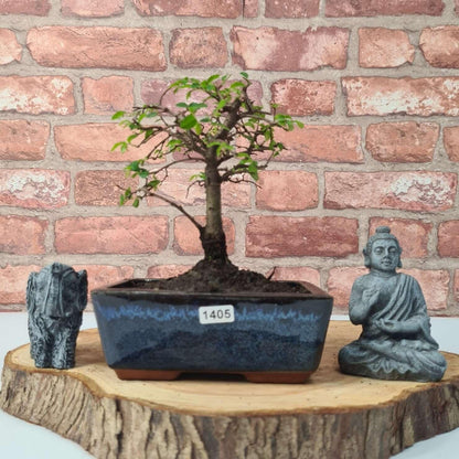 Chinese Elm Bonsai Tree - Bonsai Ulmus Parvifolia In 15cm Pot