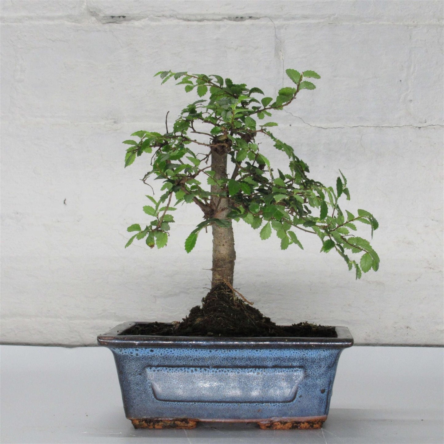 Chinese Elm Bonsai Tree - Bonsai Ulmus Parvifolia In 15cm Pot
