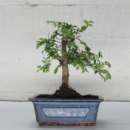 Chinese Elm Bonsai Tree - Bonsai Ulmus Parvifolia In 15cm Pot