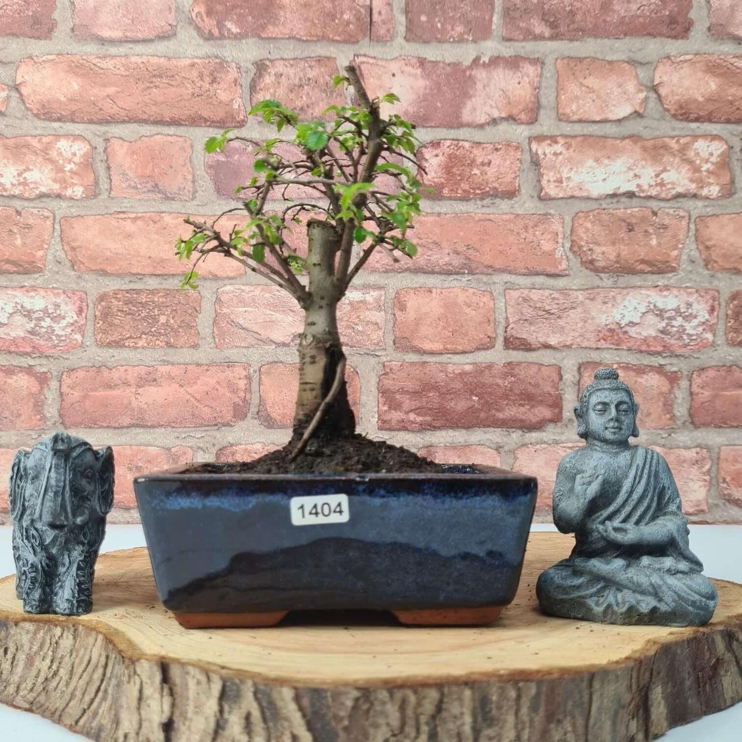 Chinese Elm Bonsai Tree - Bonsai Ulmus Parvifolia In 15cm Pot