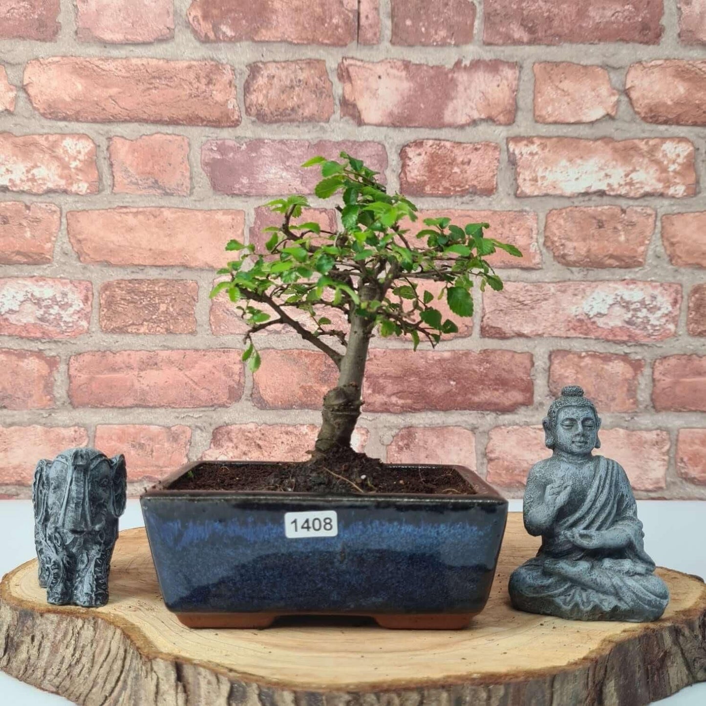 Chinese Elm Bonsai Tree - Bonsai Ulmus Parvifolia In 15cm Pot