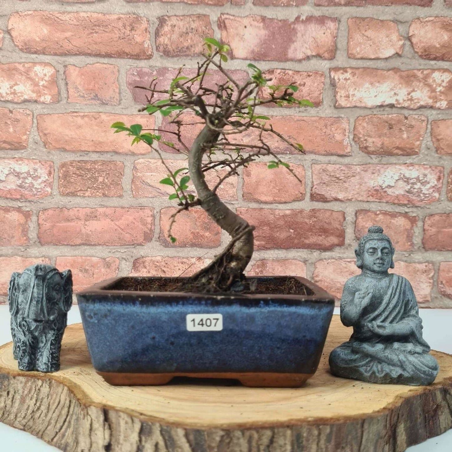 Chinese Elm Bonsai Tree - Bonsai Ulmus Parvifolia In 15cm Pot