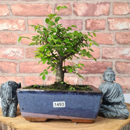 Chinese Elm Bonsai Tree - Bonsai Ulmus Parvifolia In 15cm Pot