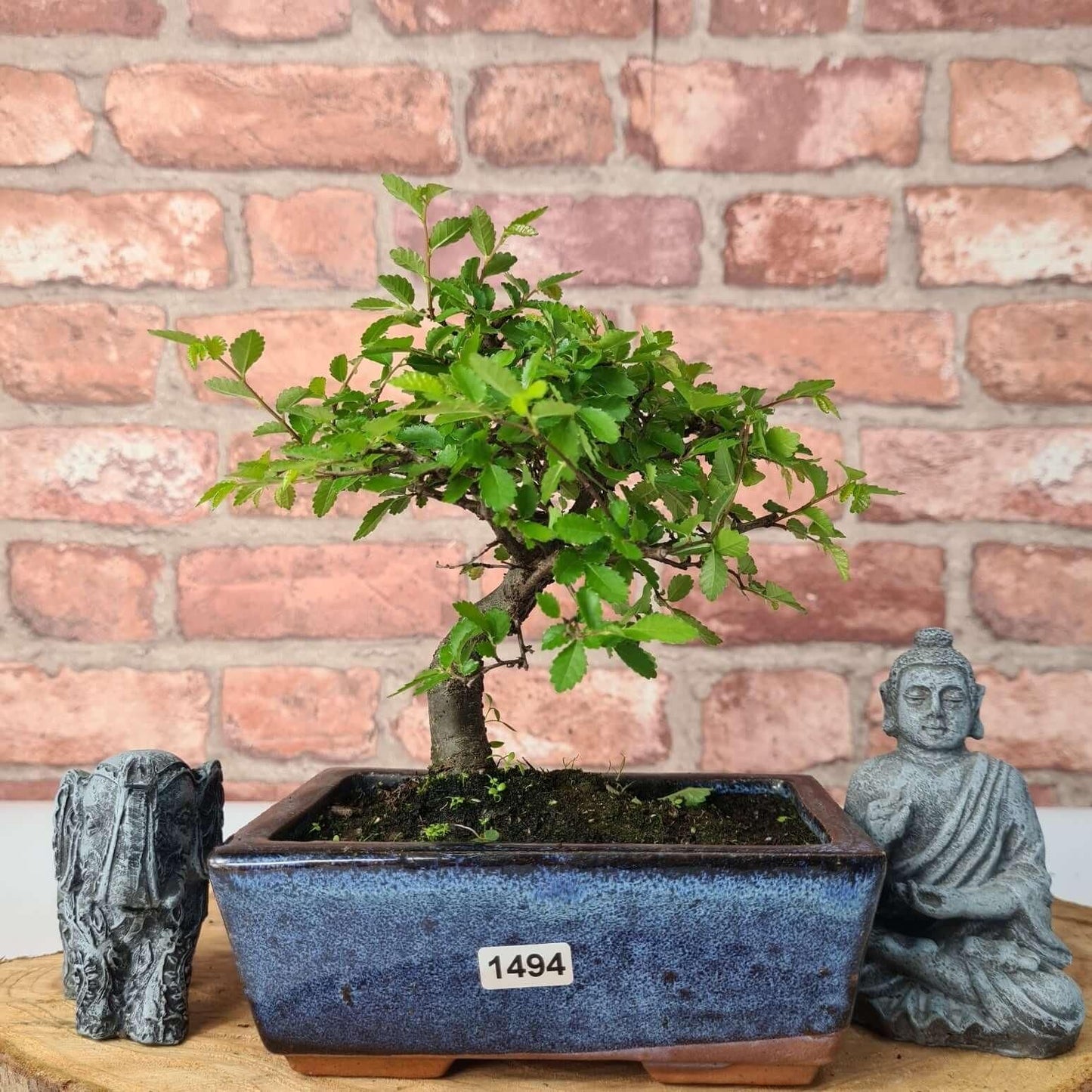 Chinese Elm Bonsai Tree - Bonsai Ulmus Parvifolia In 15cm Pot