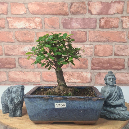 Chinese Elm Bonsai Tree - Bonsai Ulmus Parvifolia In 15cm Pot