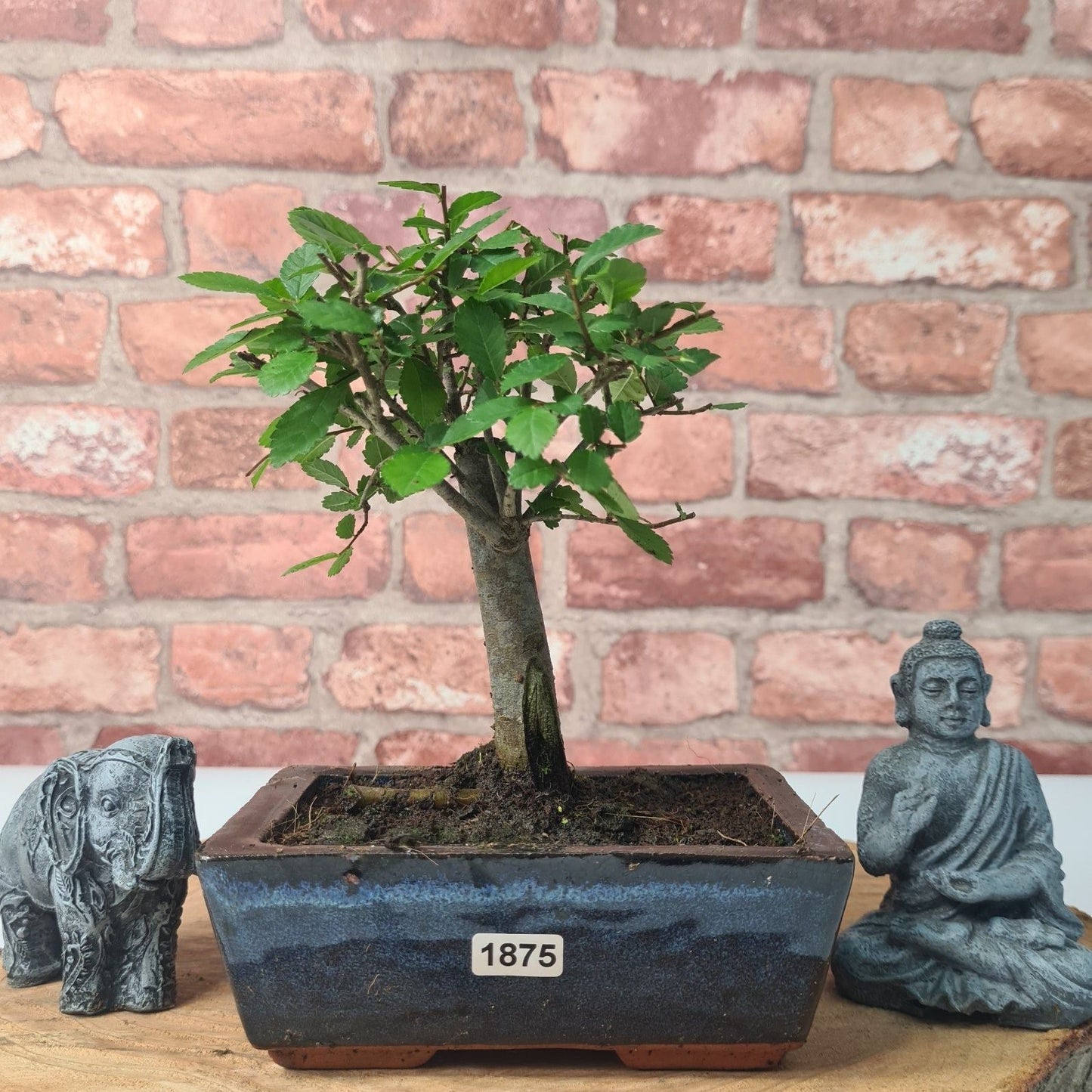 Chinese Elm Bonsai Tree - Bonsai Ulmus Parvifolia In 15cm Pot