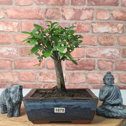 Chinese Elm Bonsai Tree - Bonsai Ulmus Parvifolia In 15cm Pot