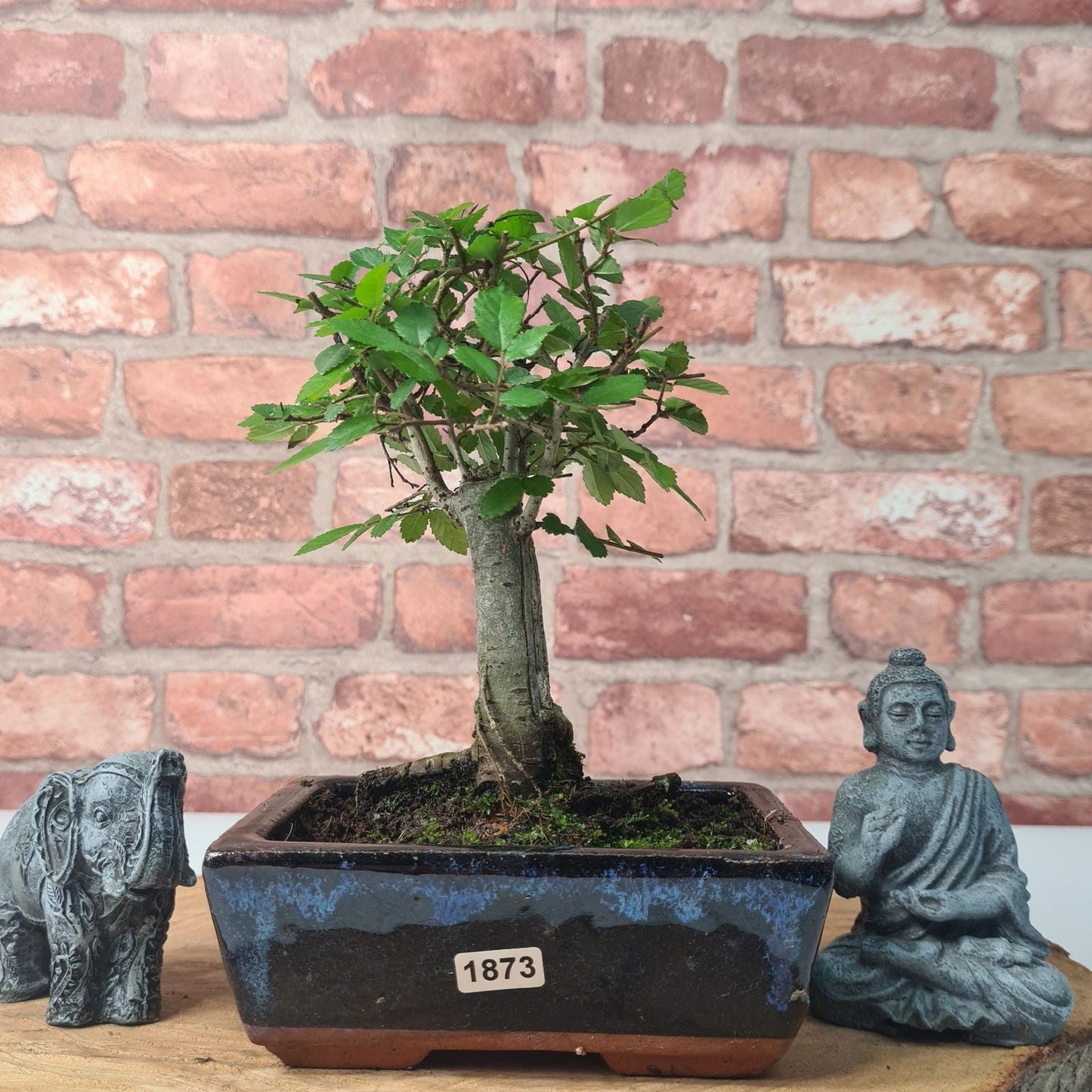 Chinese Elm Bonsai Tree - Bonsai Ulmus Parvifolia In 15cm Pot