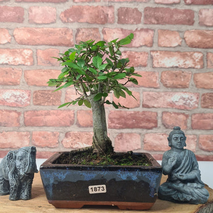 Chinese Elm Bonsai Tree - Bonsai Ulmus Parvifolia In 15cm Pot