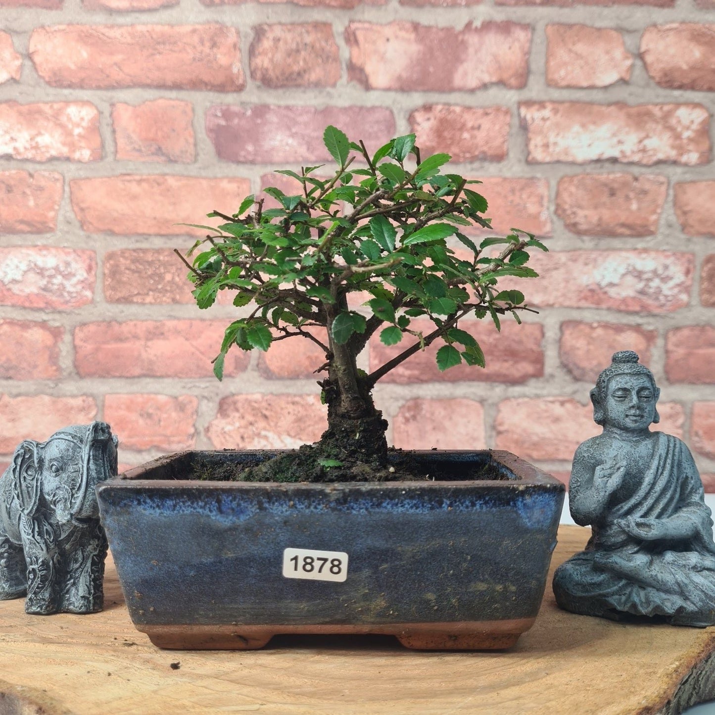 Chinese Elm Bonsai Tree - Bonsai Ulmus Parvifolia In 15cm Pot