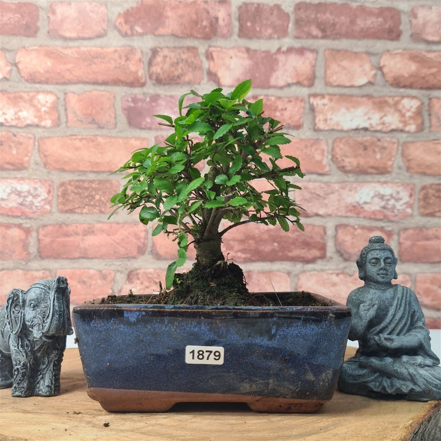 Chinese Elm Bonsai Tree - Bonsai Ulmus Parvifolia In 15cm Pot