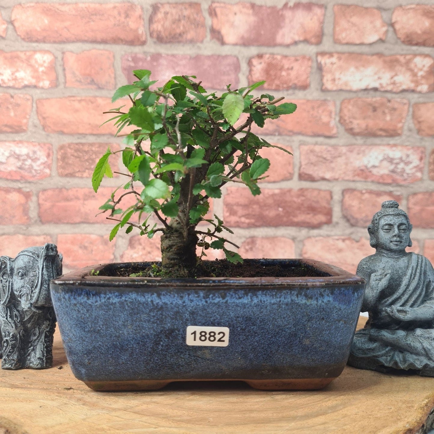 Chinese Elm Bonsai Tree - Bonsai Ulmus Parvifolia In 15cm Pot