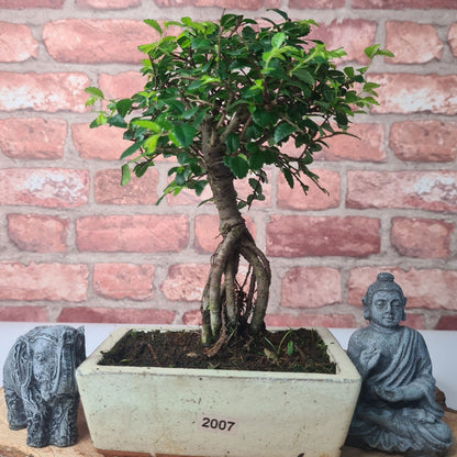 Chinese Elm Bonsai Tree - Bonsai Ulmus Parvifolia In 15cm Pot