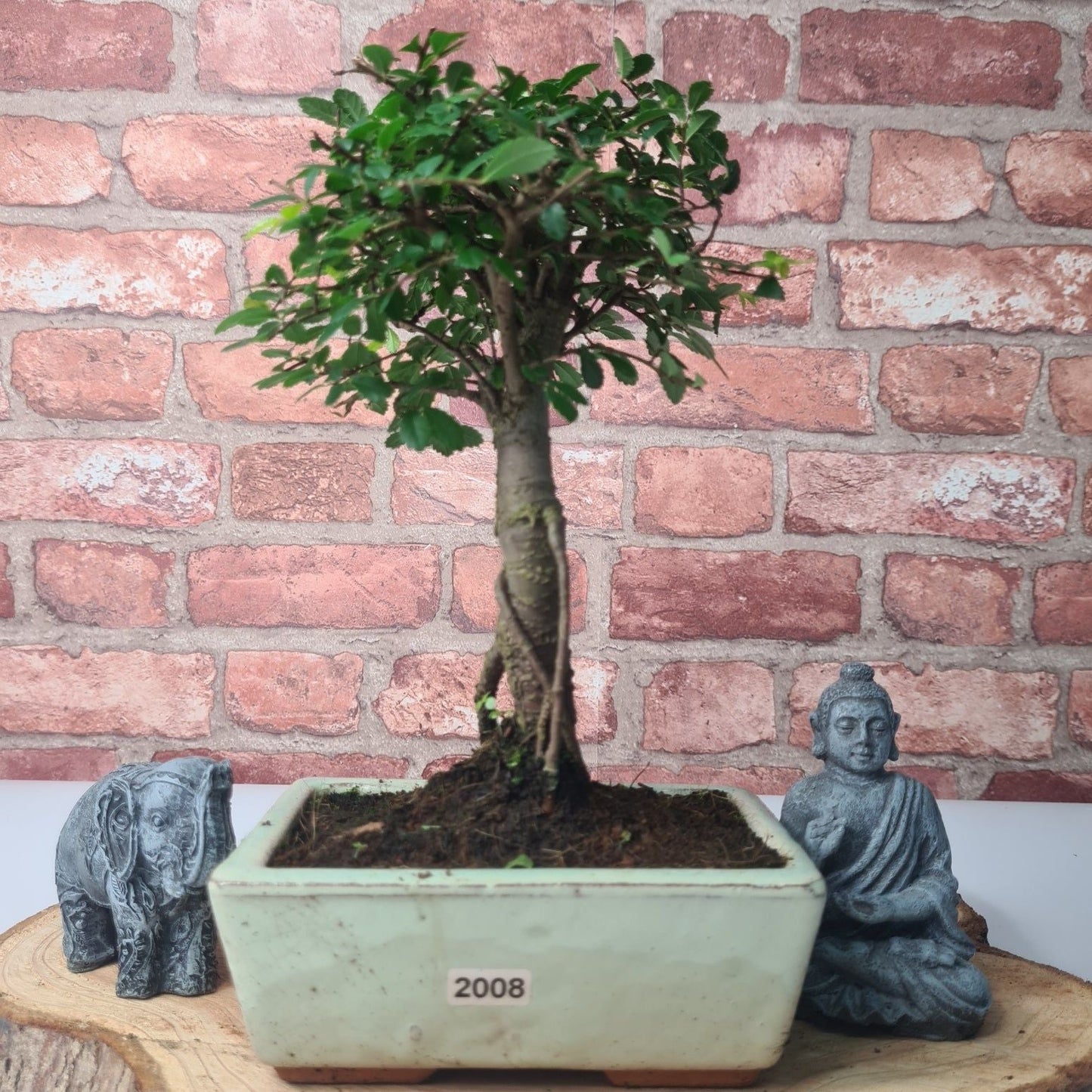 Chinese Elm Bonsai Tree - Bonsai Ulmus Parvifolia In 15cm Pot