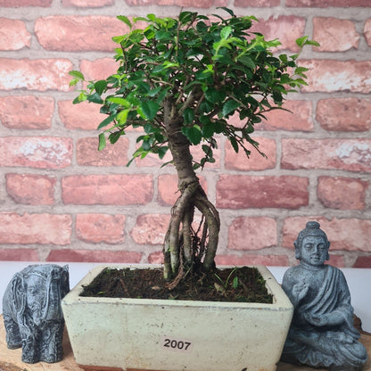 Chinese Elm Bonsai Tree - Bonsai Ulmus Parvifolia In 15cm Pot