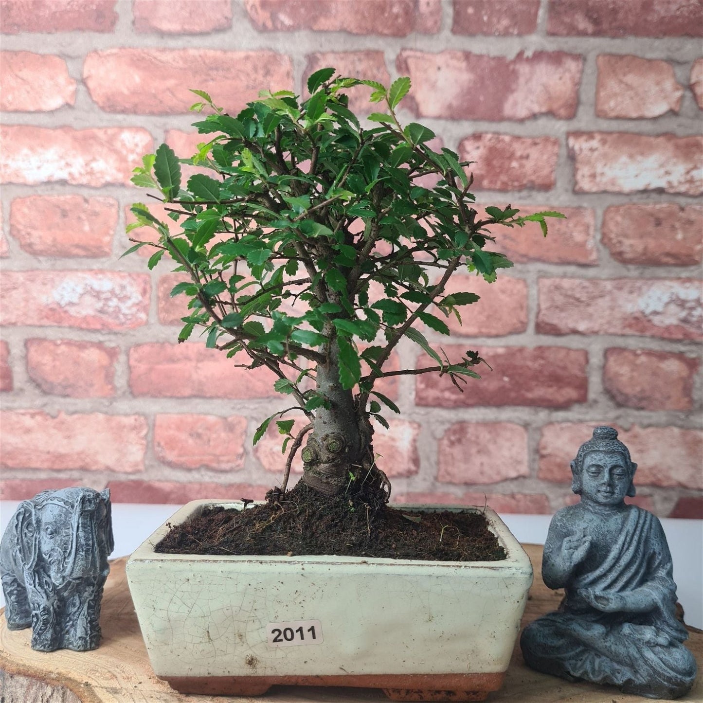 Chinese Elm Bonsai Tree - Bonsai Ulmus Parvifolia In 15cm Pot