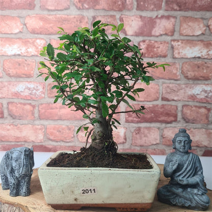 Chinese Elm Bonsai Tree - Bonsai Ulmus Parvifolia In 15cm Pot
