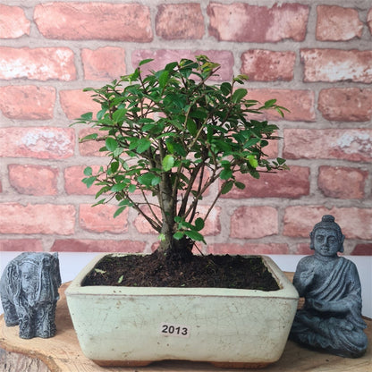 Chinese Elm Bonsai Tree - Bonsai Ulmus Parvifolia In 15cm Pot