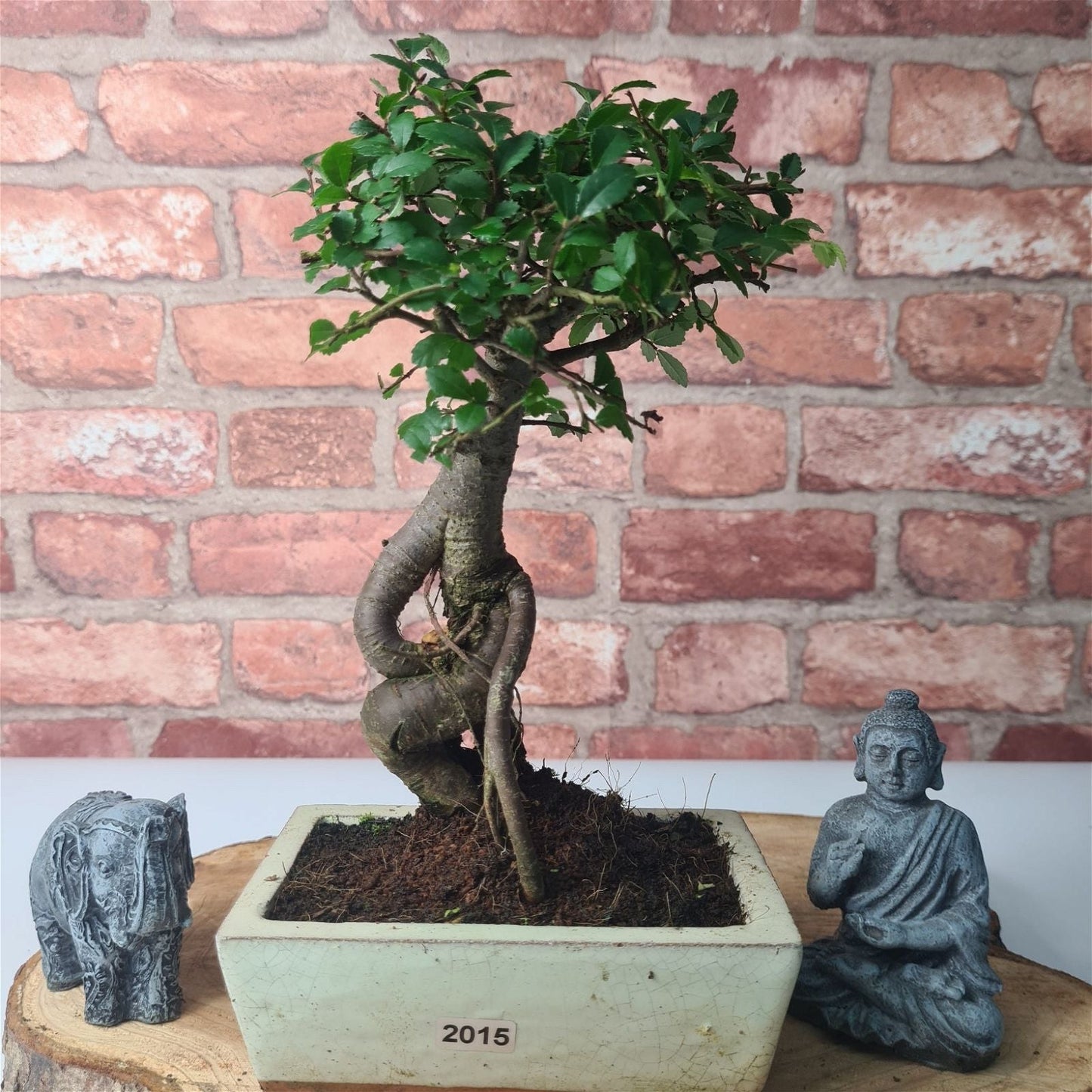 Chinese Elm Bonsai Tree - Bonsai Ulmus Parvifolia In 15cm Pot