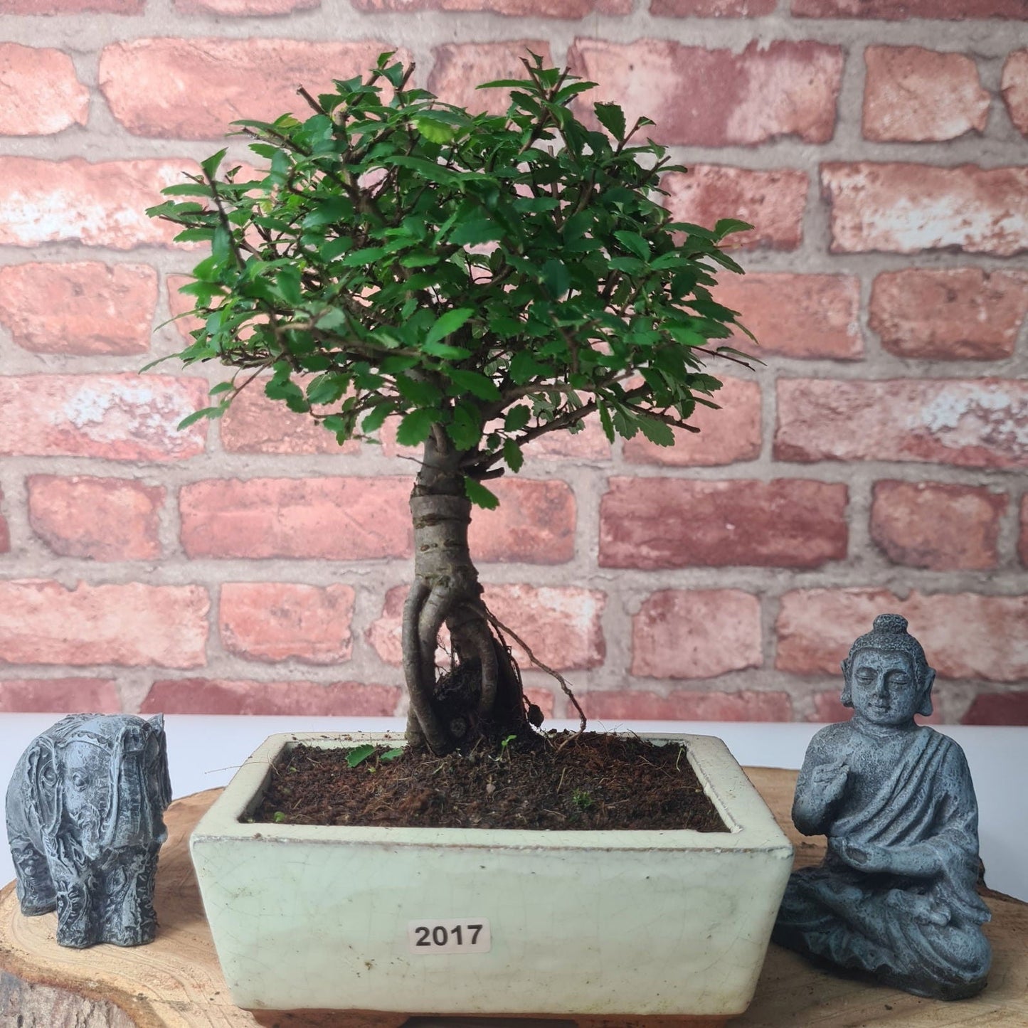 Chinese Elm Bonsai Tree - Bonsai Ulmus Parvifolia In 15cm Pot