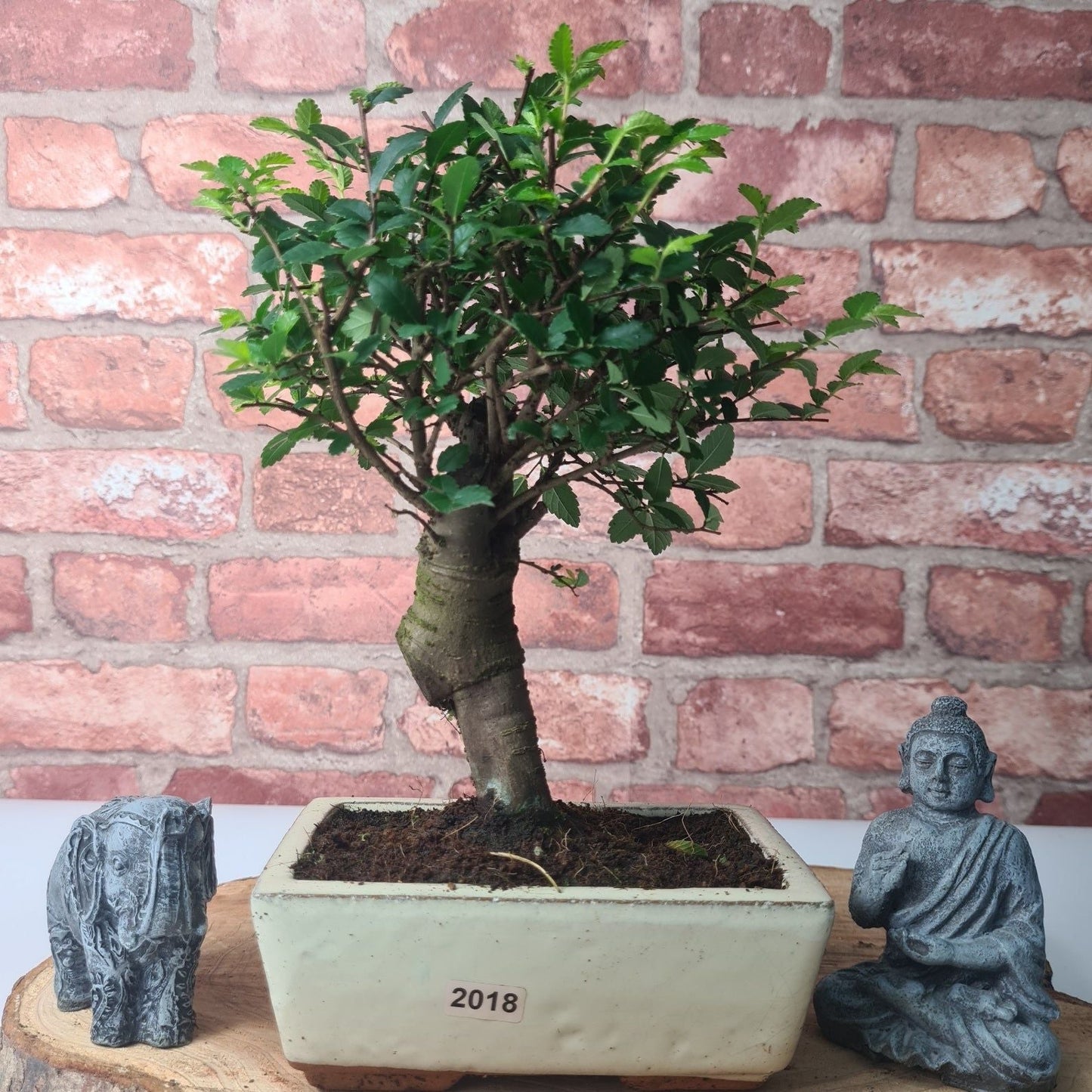 Chinese Elm Bonsai Tree - Bonsai Ulmus Parvifolia In 15cm Pot