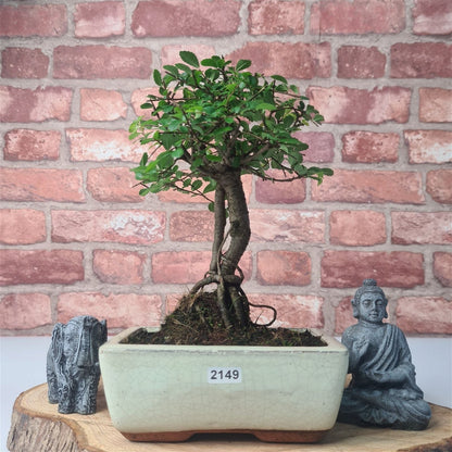 Chinese Elm Bonsai Tree - Bonsai Ulmus Parvifolia In 15cm Pot