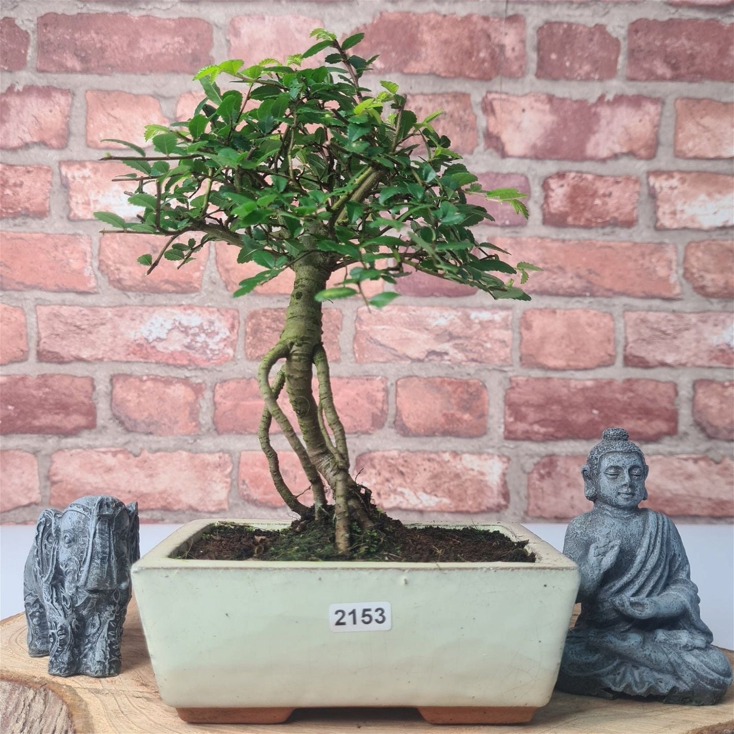 Chinese Elm Bonsai Tree - Bonsai Ulmus Parvifolia In 15cm Pot