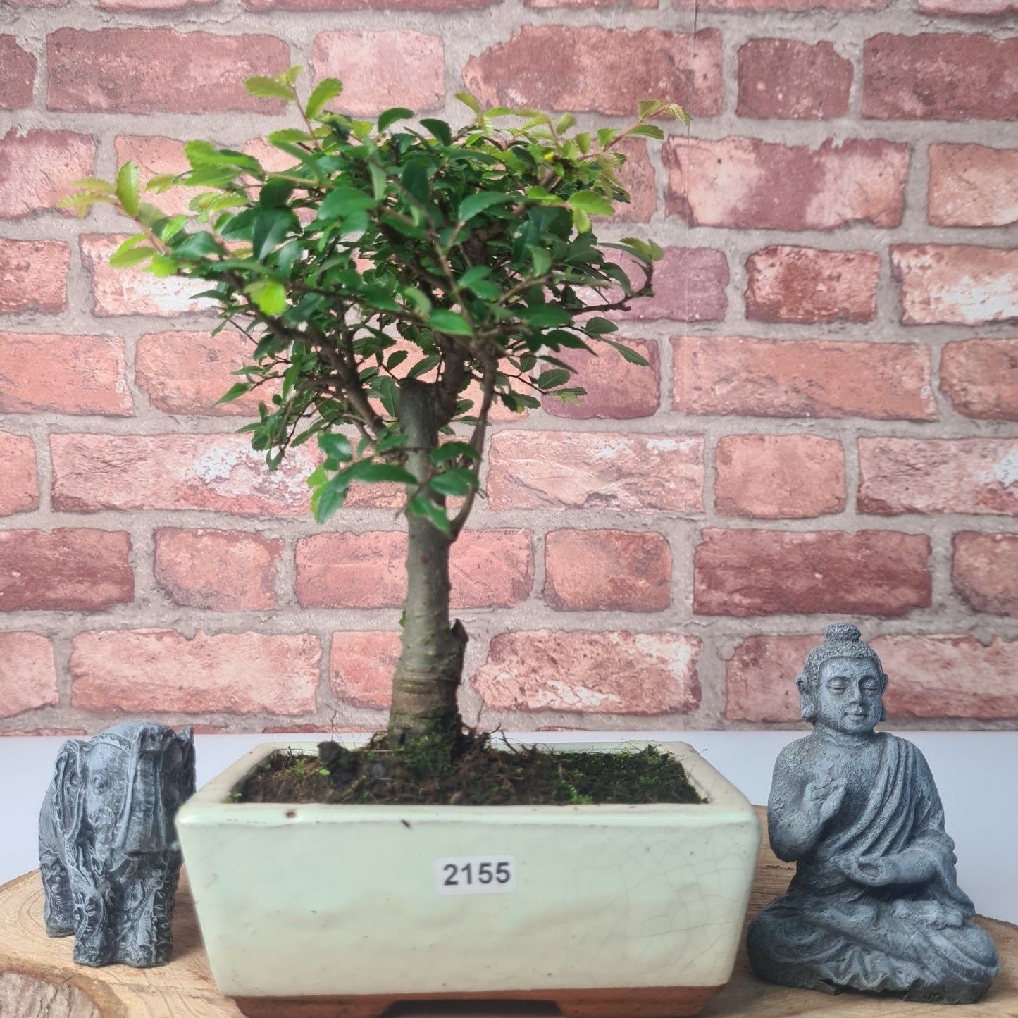 Chinese Elm Bonsai Tree - Bonsai Ulmus Parvifolia In 15cm Pot