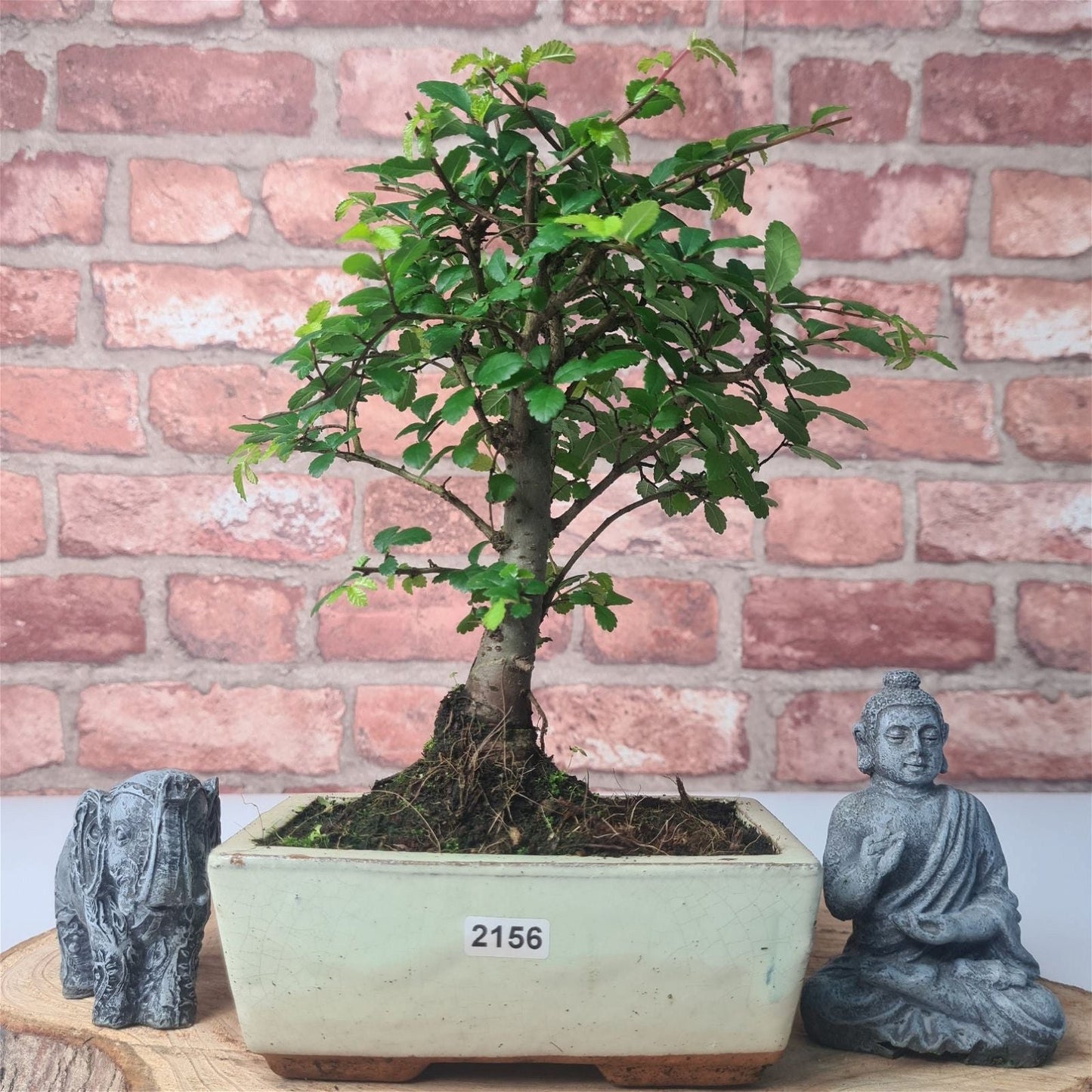 Chinese Elm Bonsai Tree - Bonsai Ulmus Parvifolia In 15cm Pot