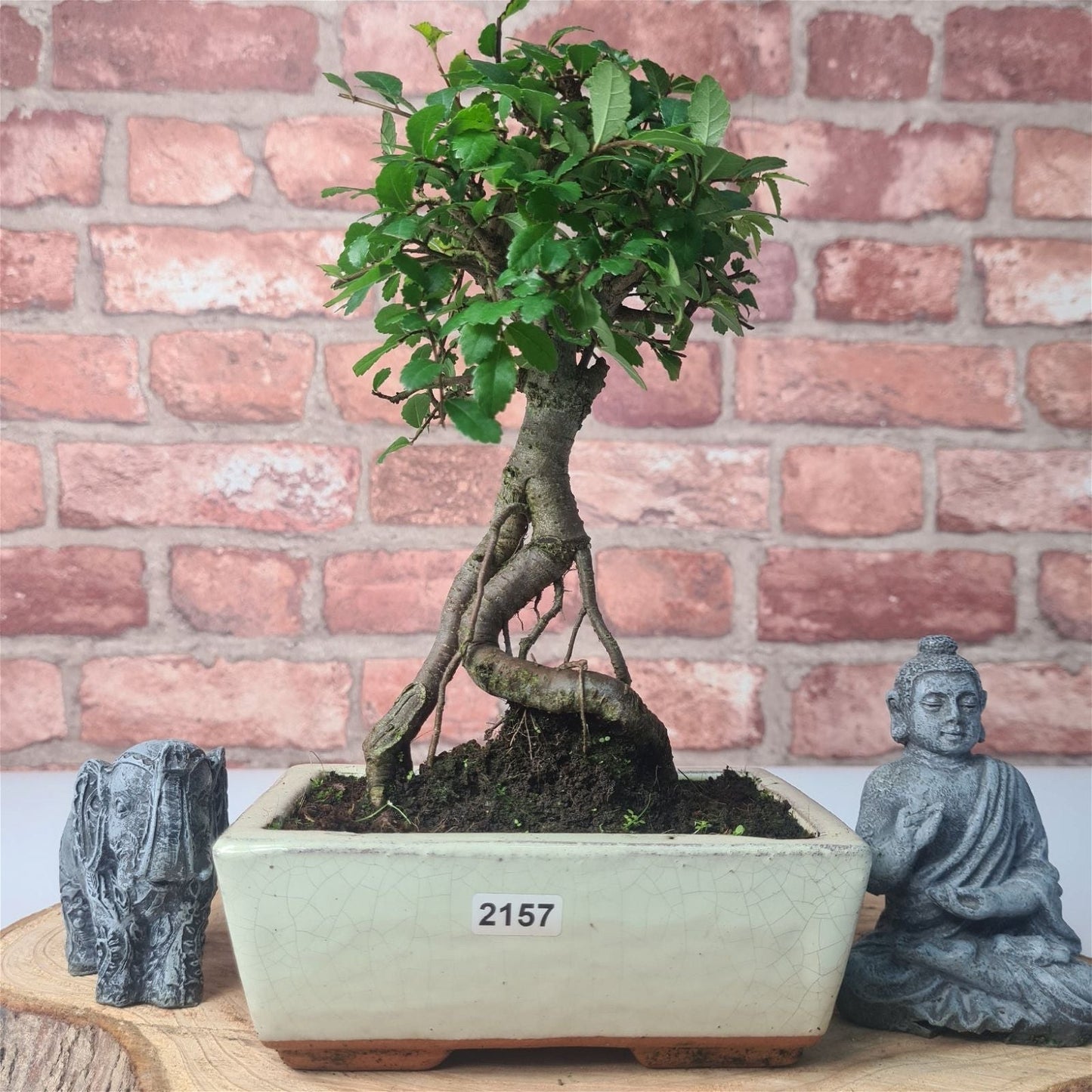 Chinese Elm Bonsai Tree - Bonsai Ulmus Parvifolia In 15cm Pot