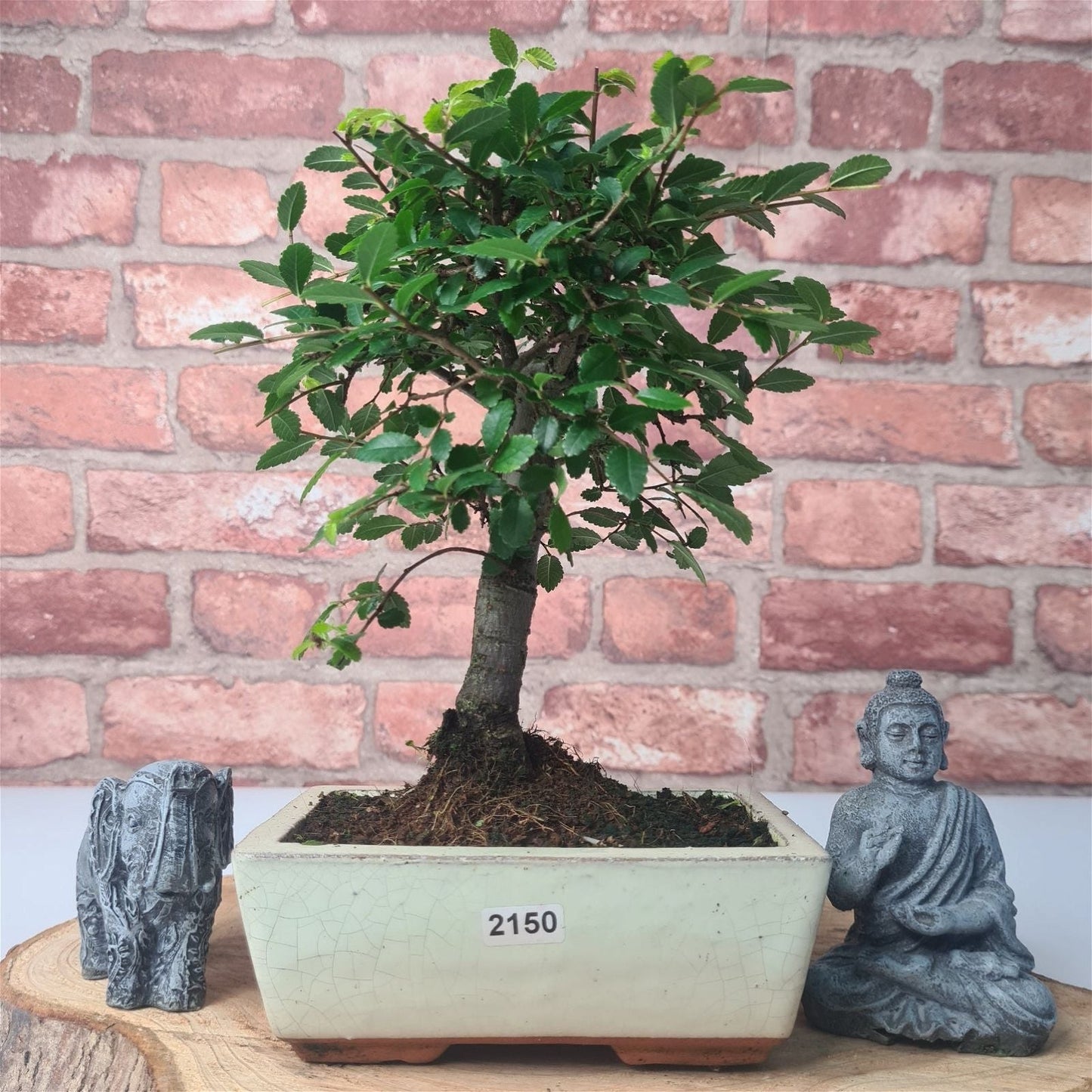 Chinese Elm Bonsai Tree - Bonsai Ulmus Parvifolia In 15cm Pot