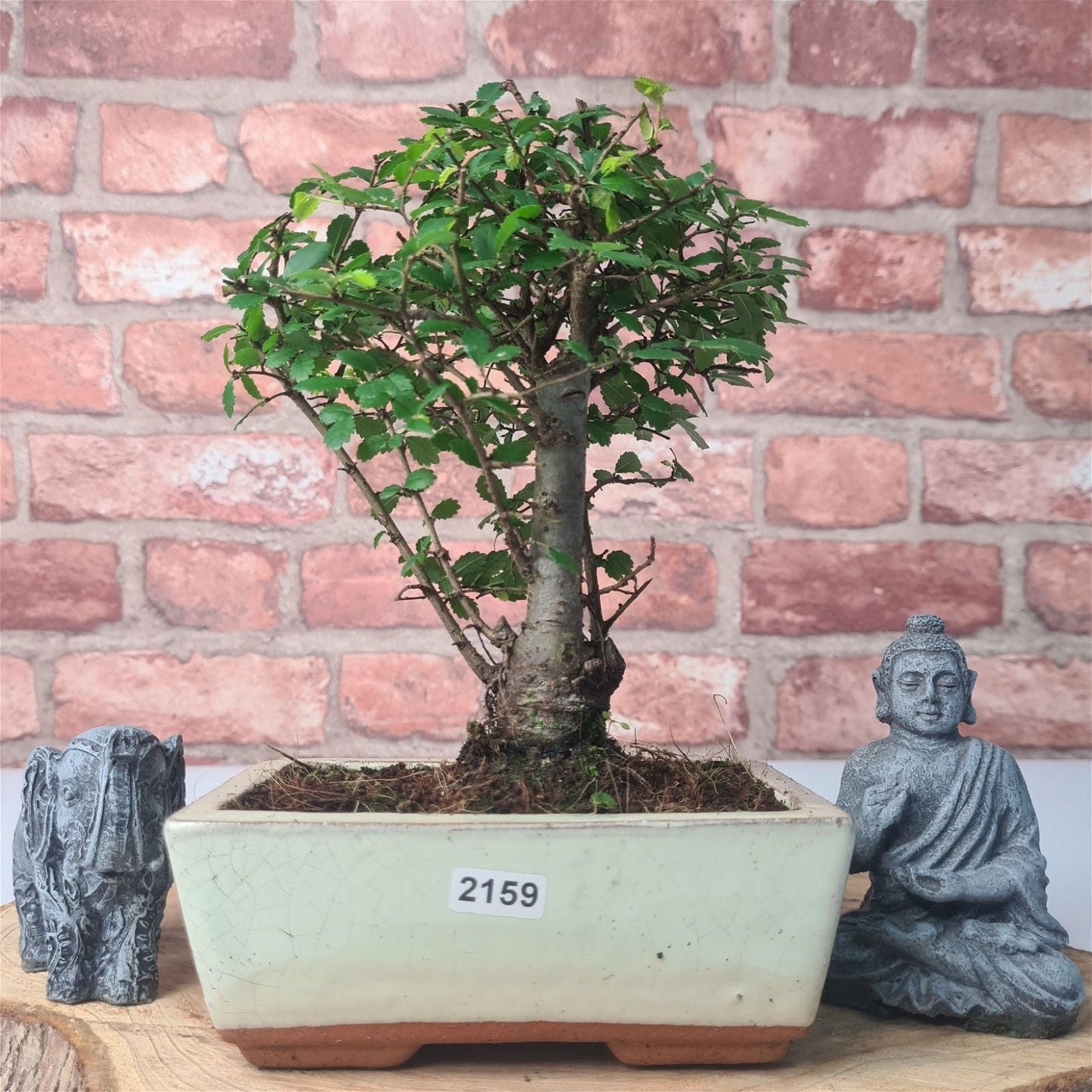 Chinese Elm Bonsai Tree - Bonsai Ulmus Parvifolia In 15cm Pot