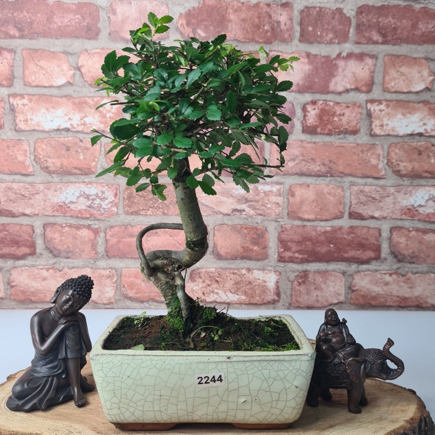 Chinese Elm Bonsai Tree - Bonsai Ulmus Parvifolia In 15cm Pot
