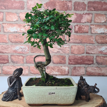 Chinese Elm Bonsai Tree - Bonsai Ulmus Parvifolia In 15cm Pot